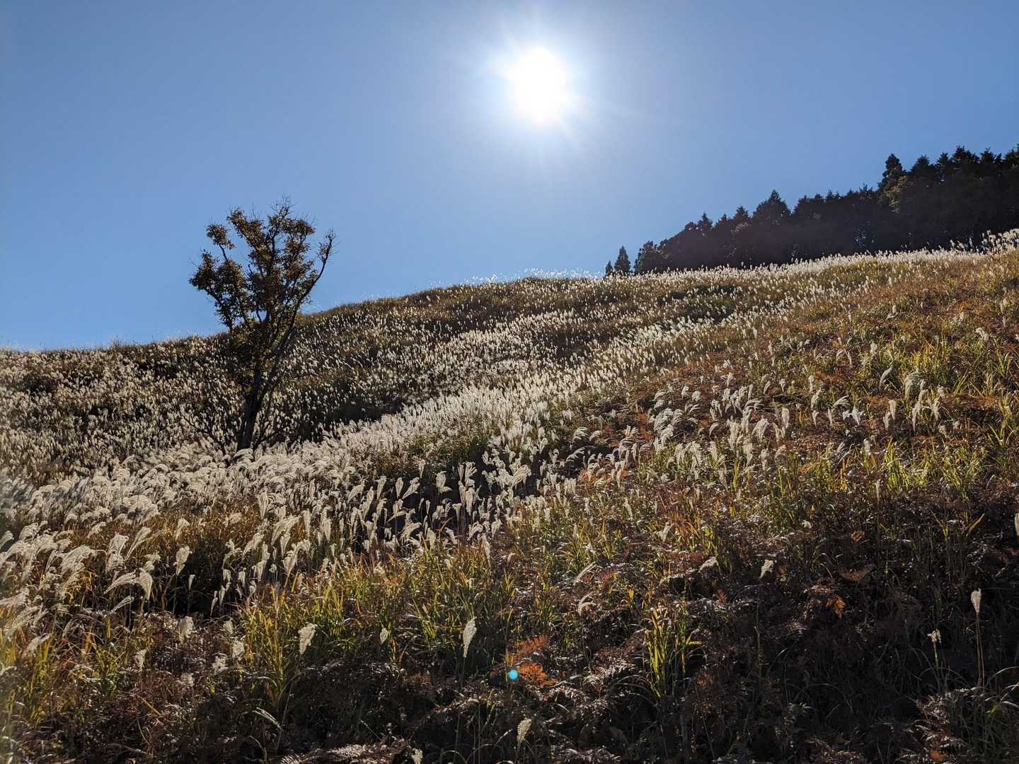 砥峰高原ハイキングコース入口-峰山 往復コースの写真
