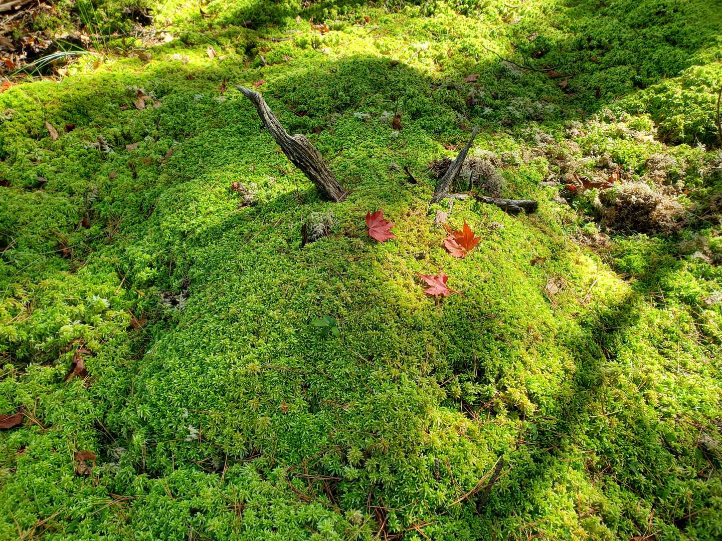 甑岳登山口-甑岳 往復コースの写真