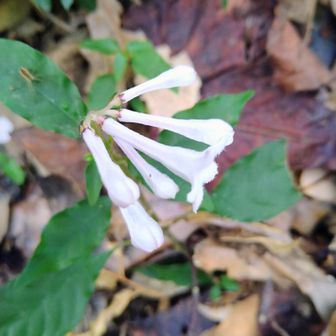 サツマイナモリ