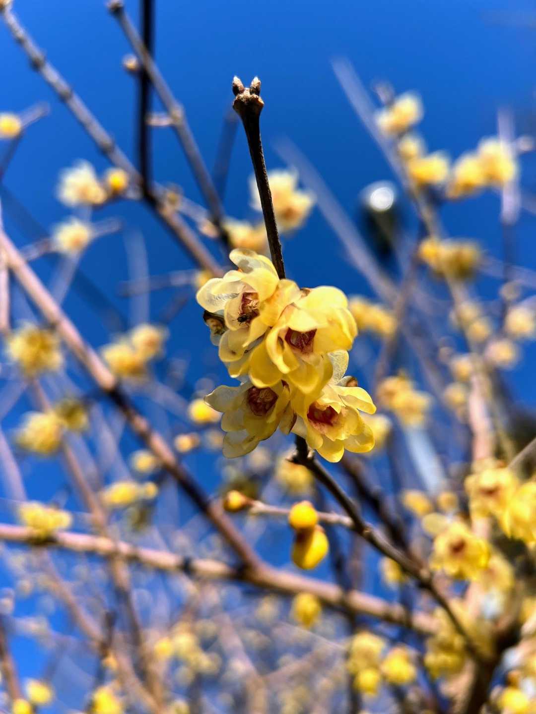 朝撮った蝋梅ももう一度✨