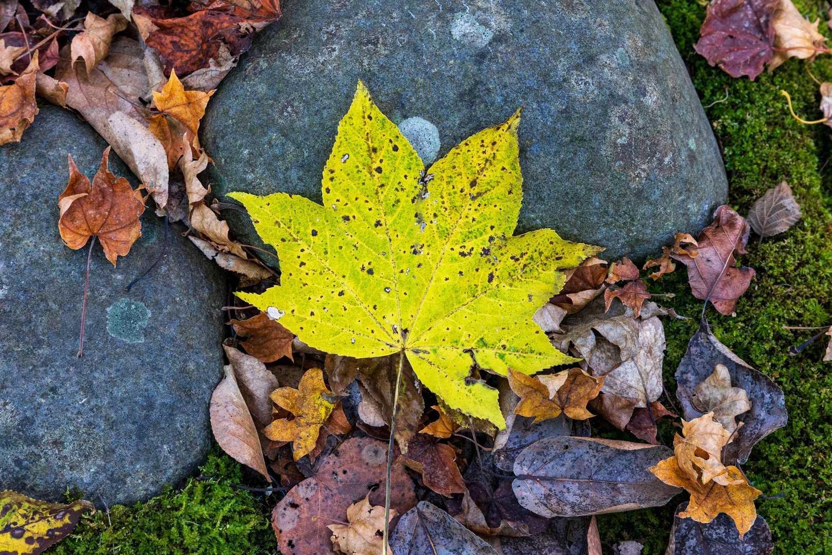 🍂