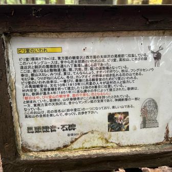 夜になると動物達の運動場となっているのか。
かわいい。