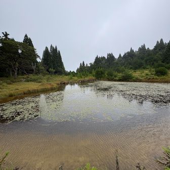 沼？