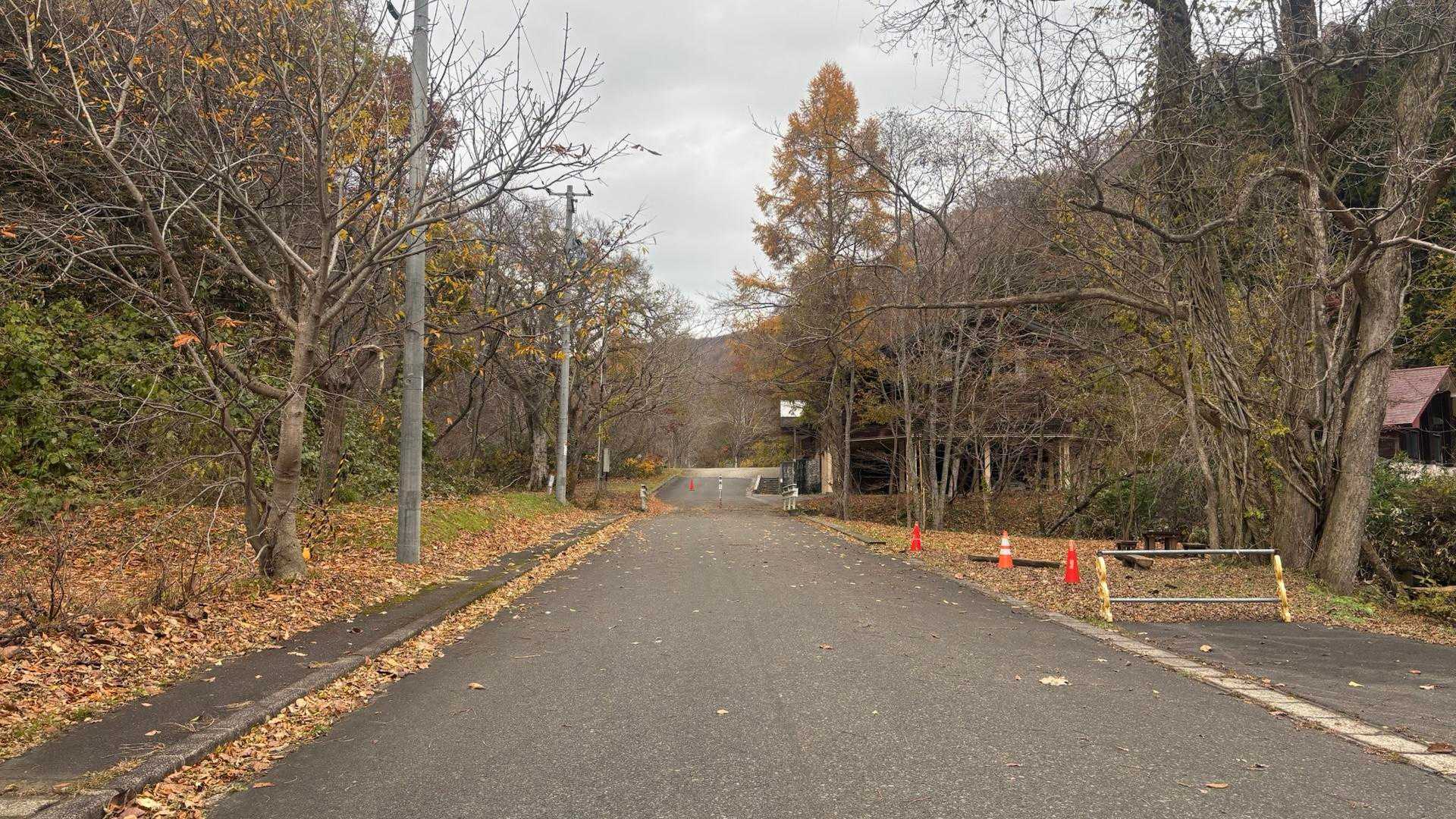 すっかり落葉🍂