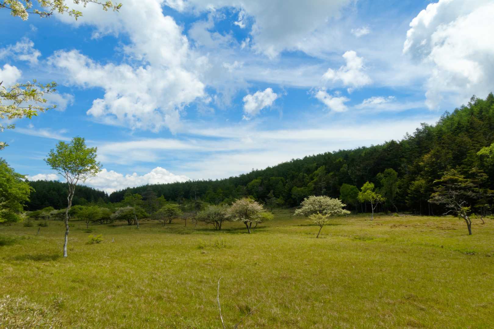 展望と森。豊かな山の表情を楽しむ長野・入笠山＆大阿原湿原コースの写真