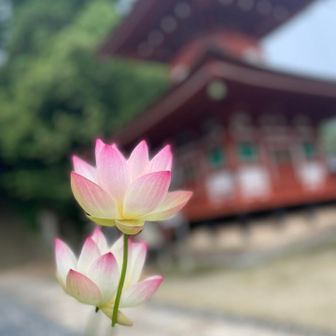 慈尊院の蓮の花🌸