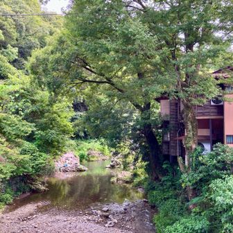 川で泳いでいた　いいなぁ✨
夏は海より川が好き