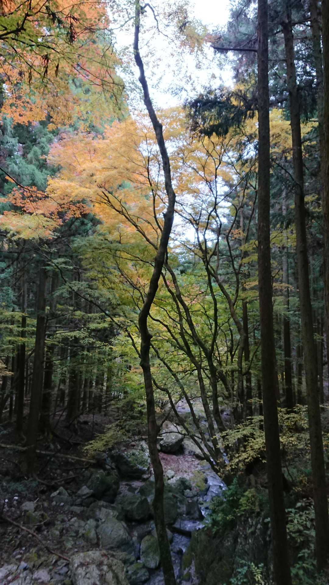 名郷バス停-前武川岳-武川岳-妻坂峠 周回コースの写真