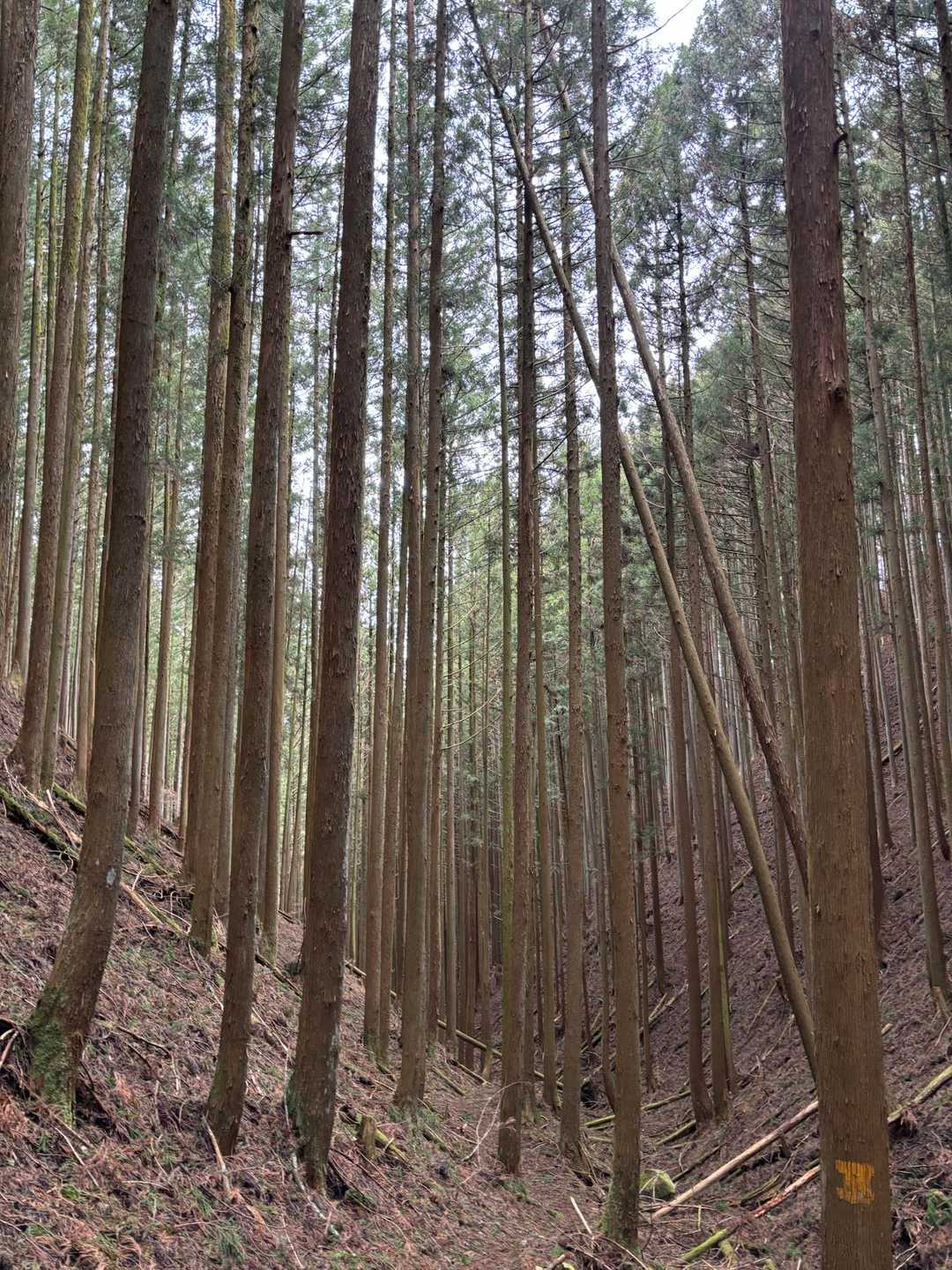 杉平バス停-笹峠-学能堂山-東俣山-白土山-コスマ峠 縦走コースの写真