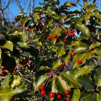 ソヨゴ、赤いのやオレンジ色のがありました