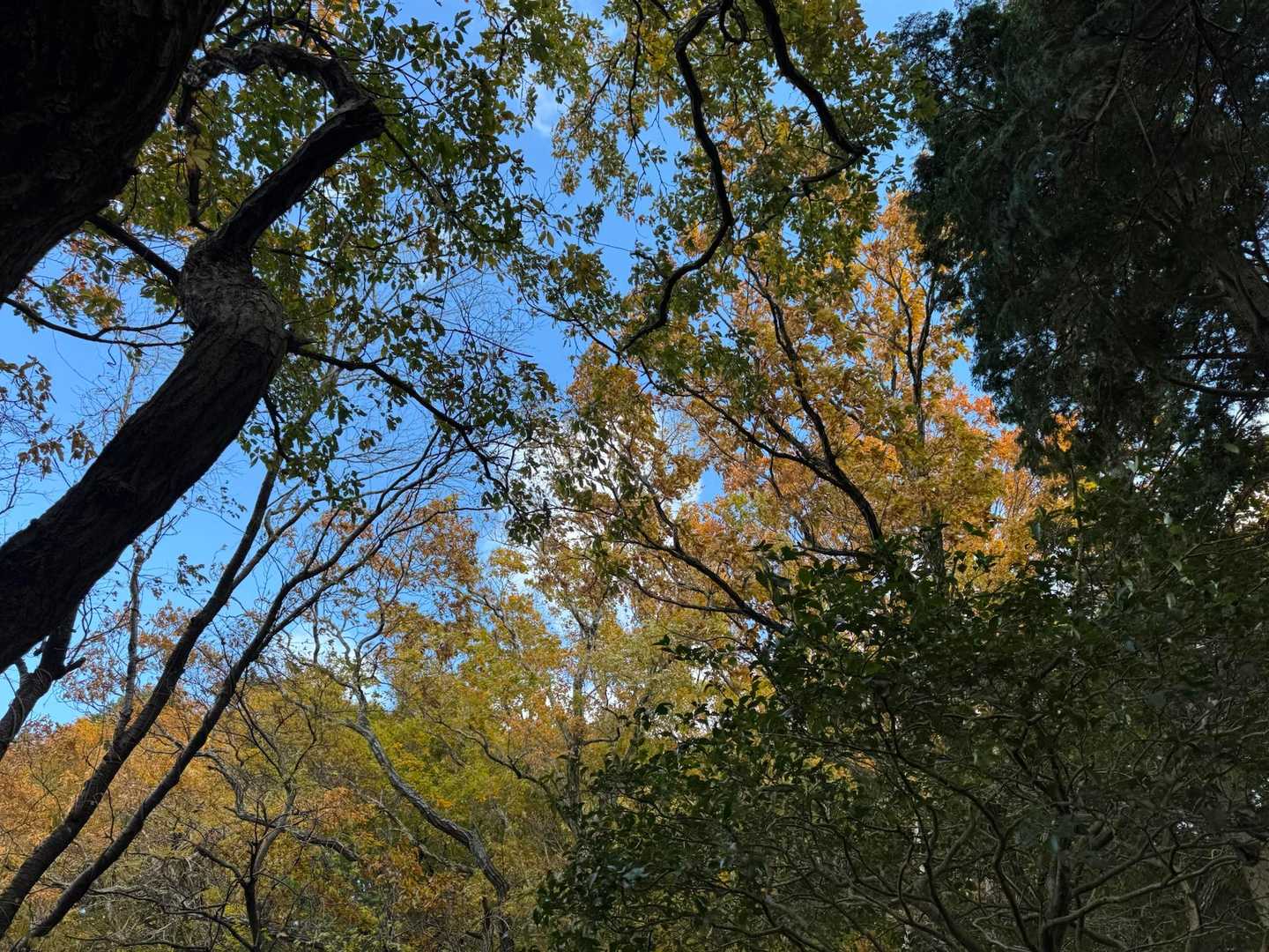 ちょこっと紅葉🍁と、その向こうに青空✨