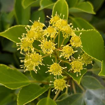 ヤマグルマ✨はじめましてかな
この辺でよくある植物なのかな。