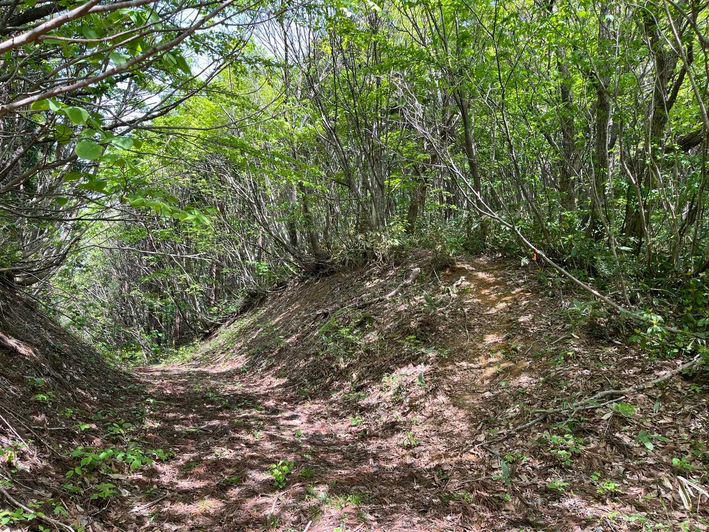 帰路に間違い、左側の林道をそのまま進む。右側の登山道に入ります