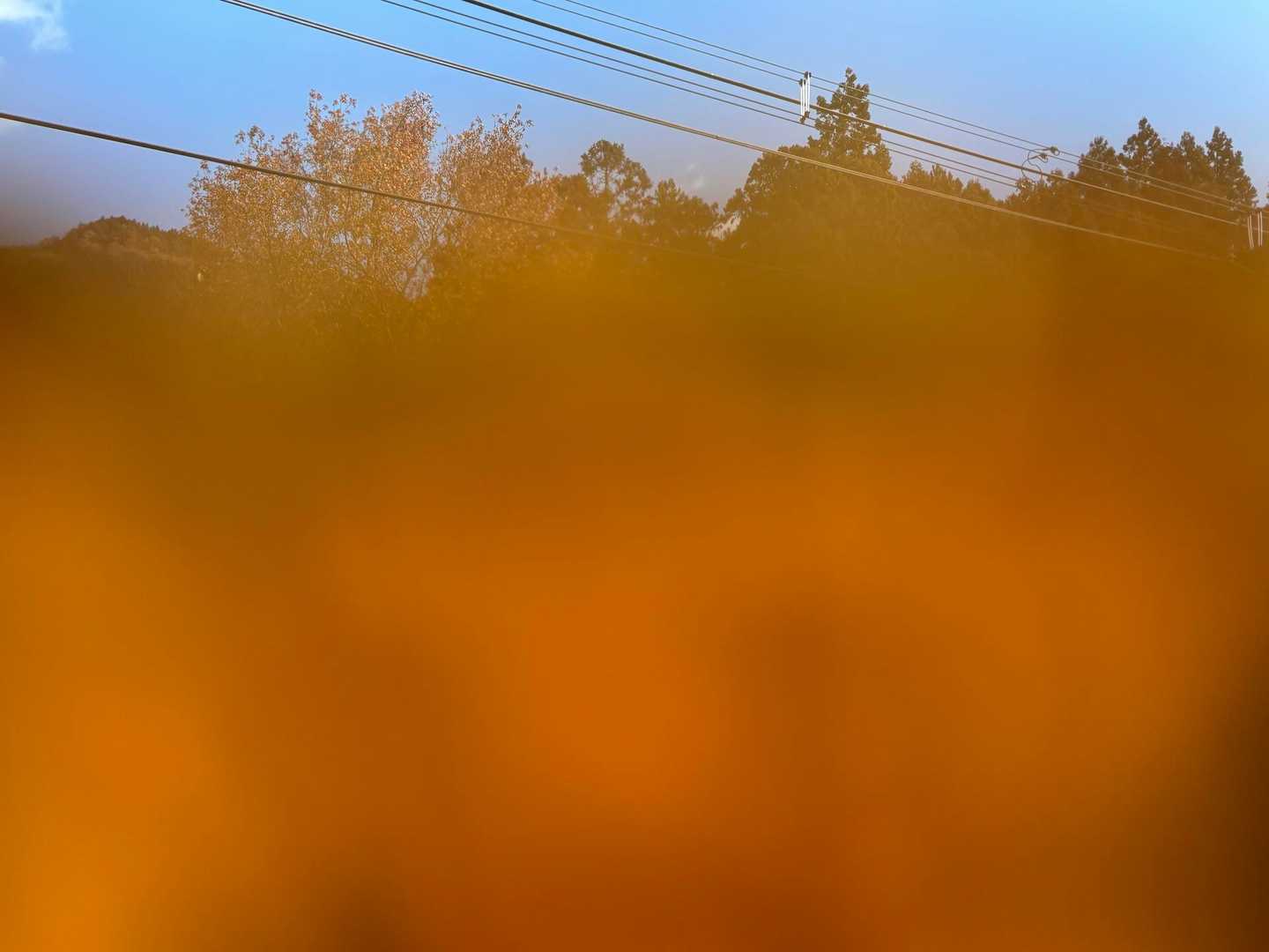写真を撮っていたら、オレンジ色の蝶々が指に止まりました。撮ってみたけれど、もちろんピンぼけ。でも、何だか嬉しかった😊