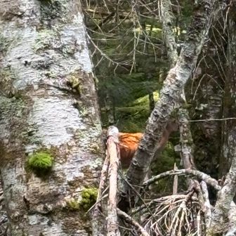 シカ見っけ！