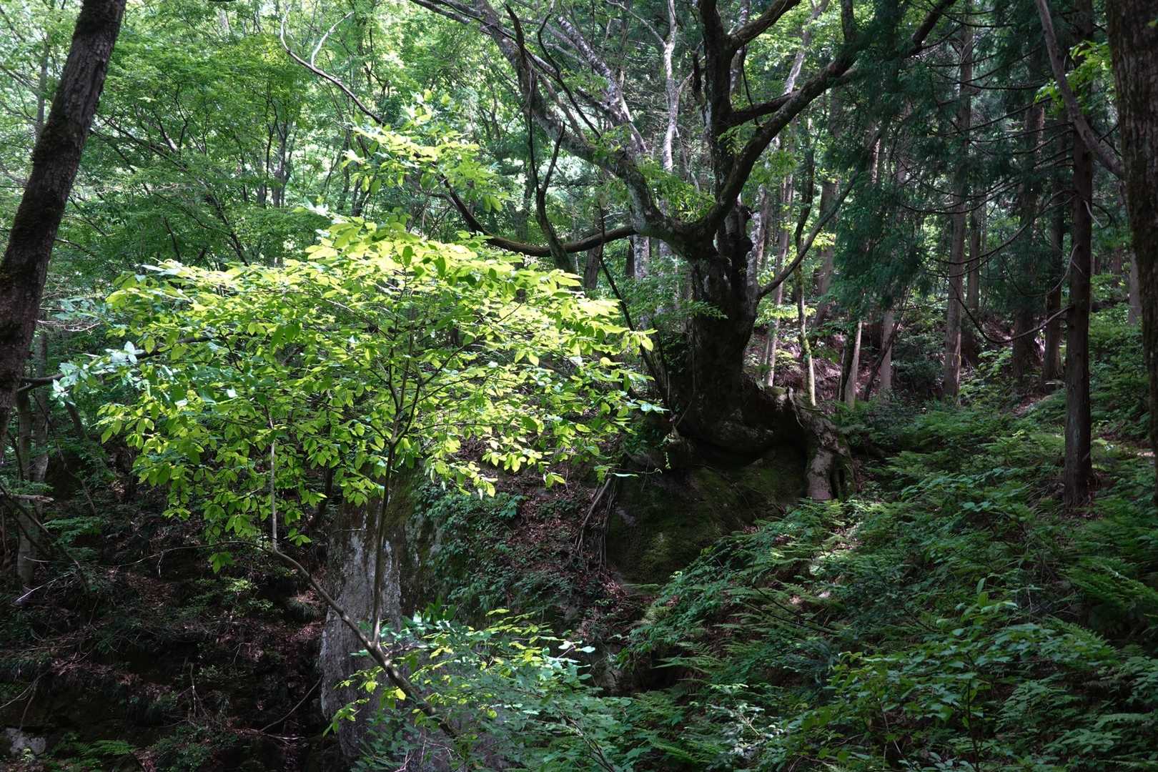 伝わりにくいが、凄い景色