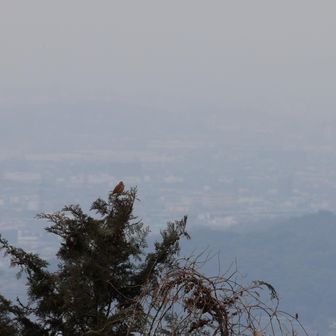 頂上広場から見える梢は人気スポット？よくどなたかがさえずってます

本日はホウジロ氏