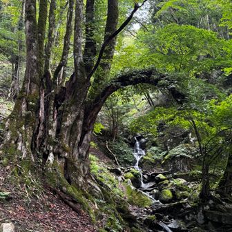 カツラの木