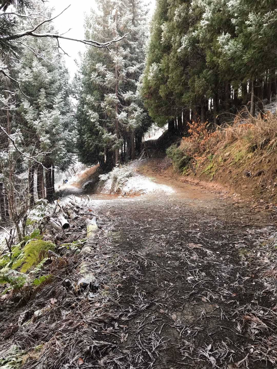 分岐ポイントを振り返って🙄
登り道（写真では右）は、どこに行くかわかりません…