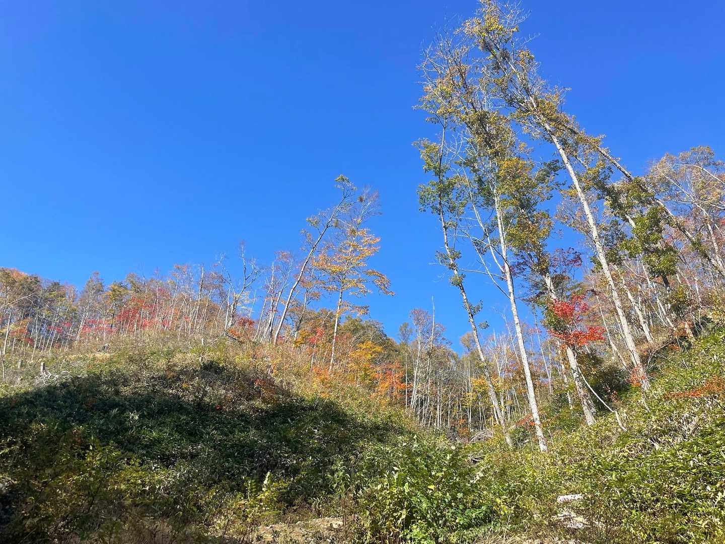 入り口の作業道、少しずつ秋めいてきました🍂