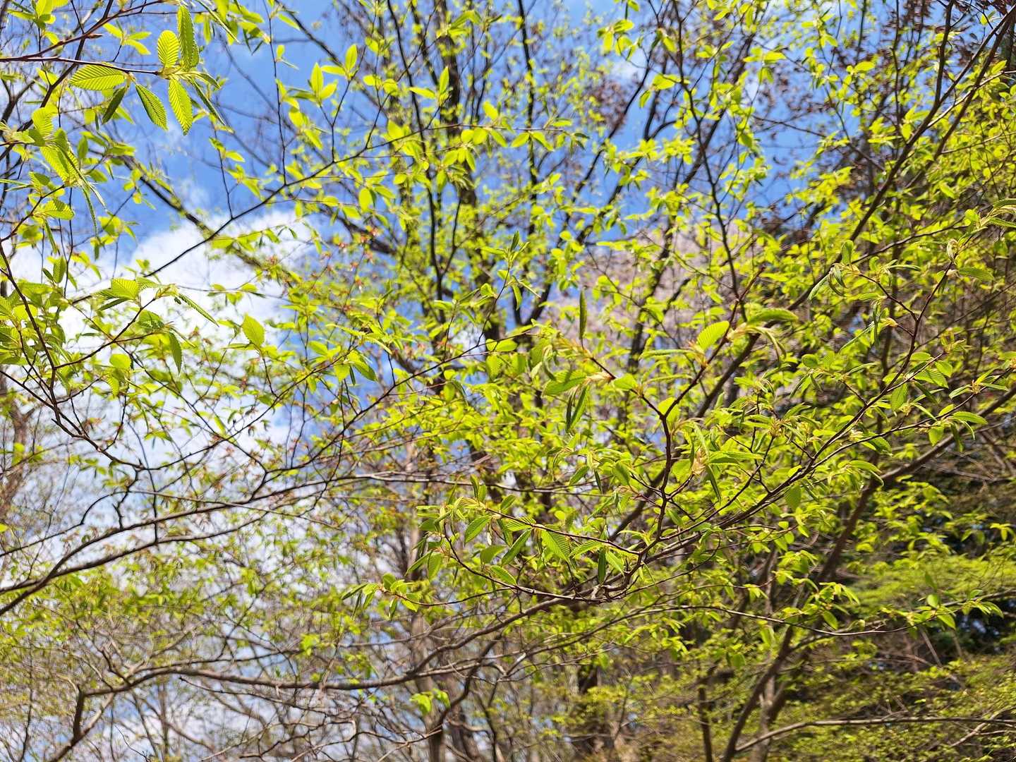 芽吹いたばかりの新緑が眩しい✨
