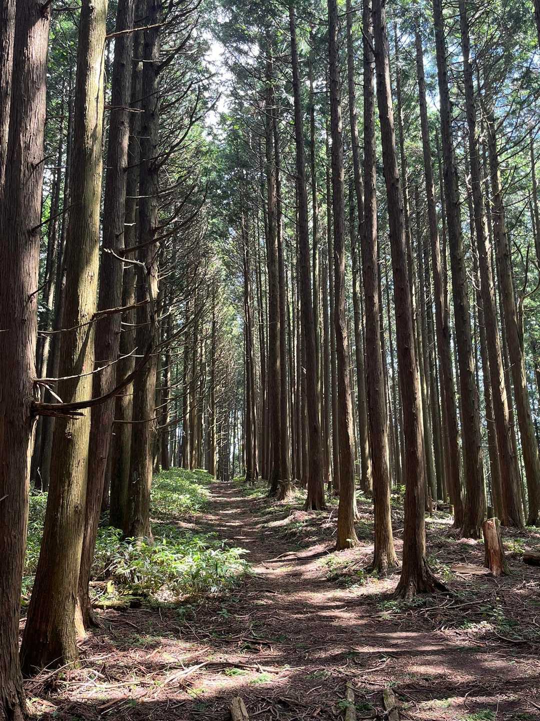 この並木が金剛山でいちばん好き✨