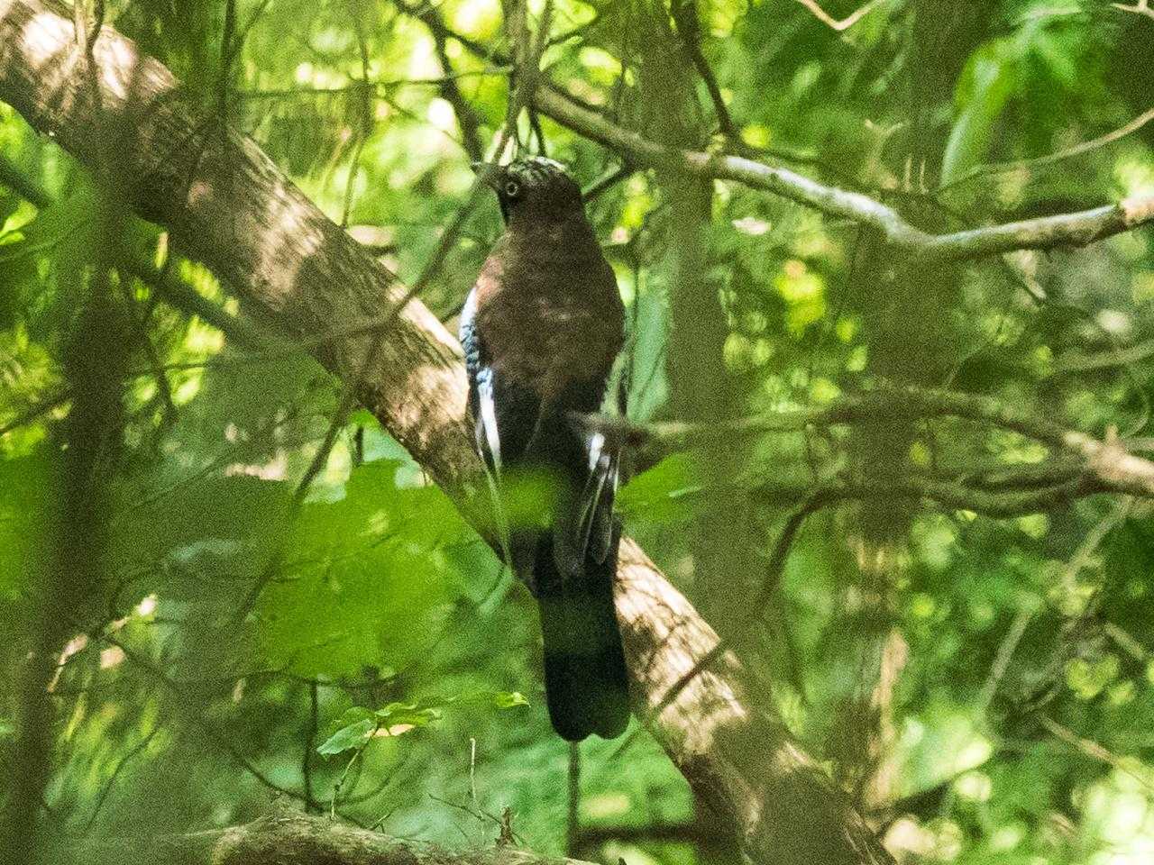 野鳥さん