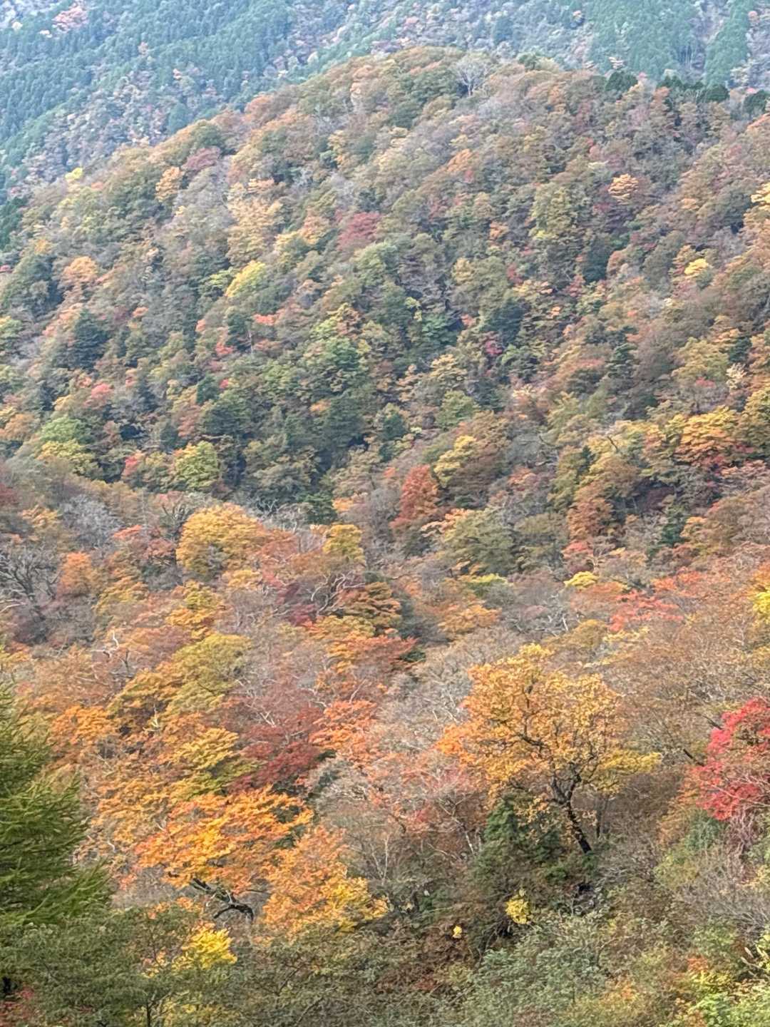 塔ノ岳大倉尾根コースの写真