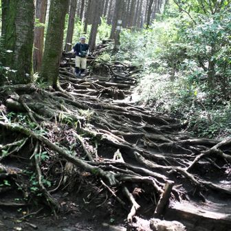 木の根っこの登り！