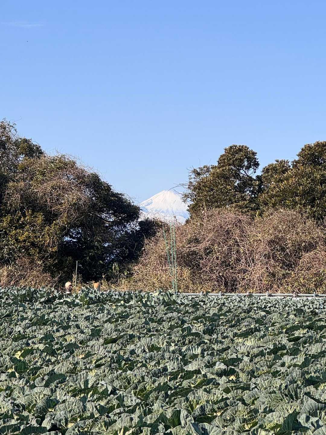キャベツ畑と富士山🥬🗻