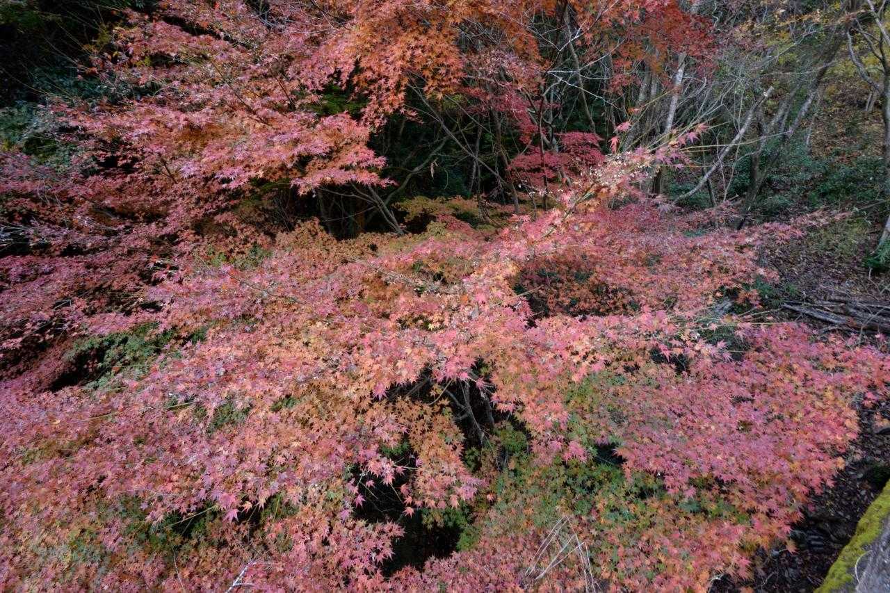 これは大きな紅葉。
谷底から結構な高さがあります。
陽も当たりにくいのかまだらに紅葉してます。