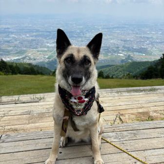 山賊とヤマイヌ