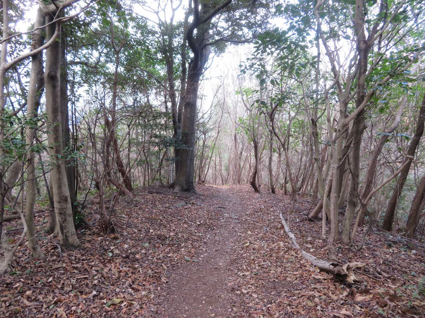 七国見山登山口-七国見山-七国見山登り口-奥山-取り付き 往復コースの写真