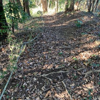 お稲荷さんの正面から降りようとするとこの急さ。ロープは途中でなくなります。登るならまだしも、降りるの辛い。