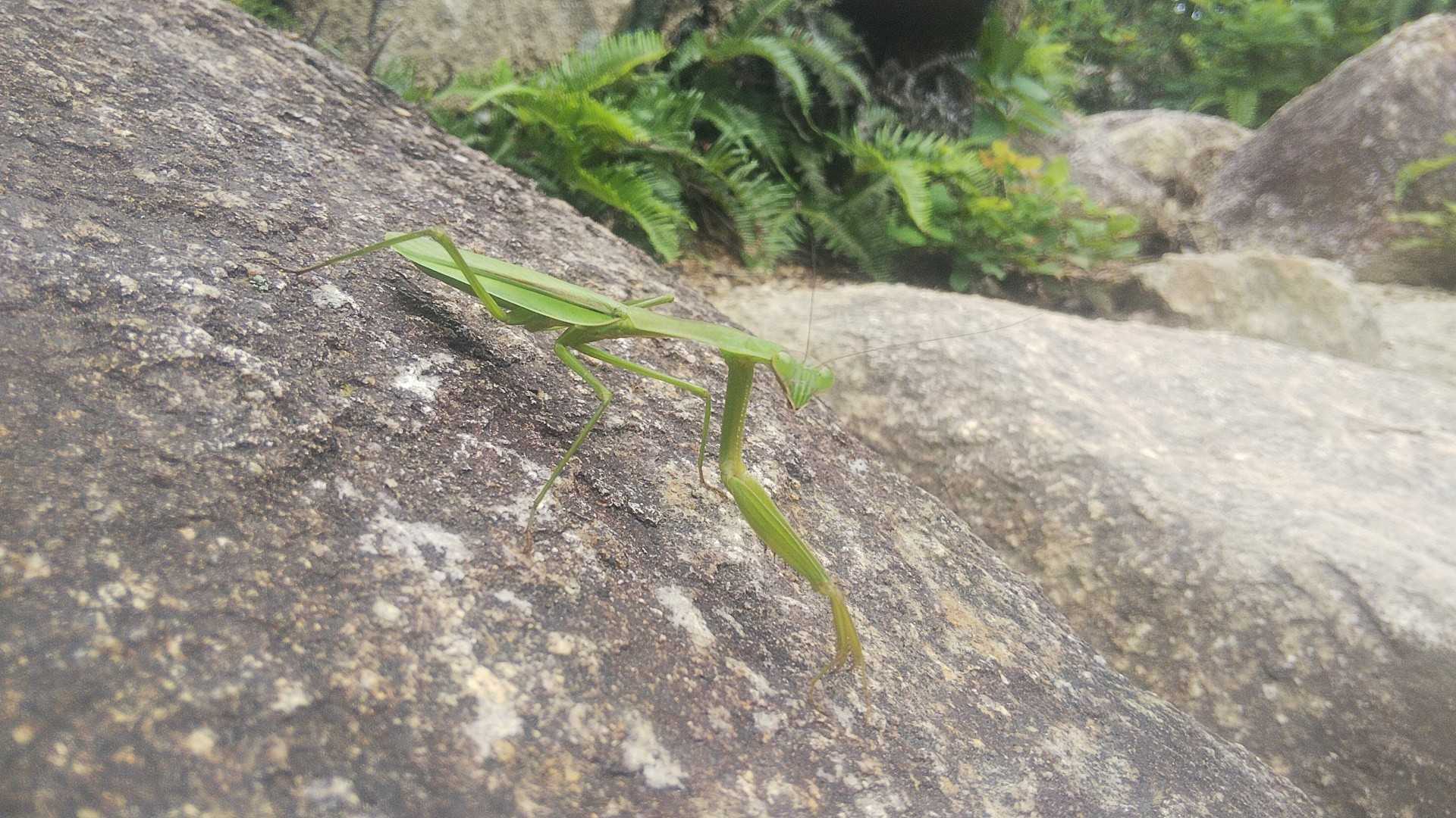 カマキリ、踏まなくてヨカッタ😨
