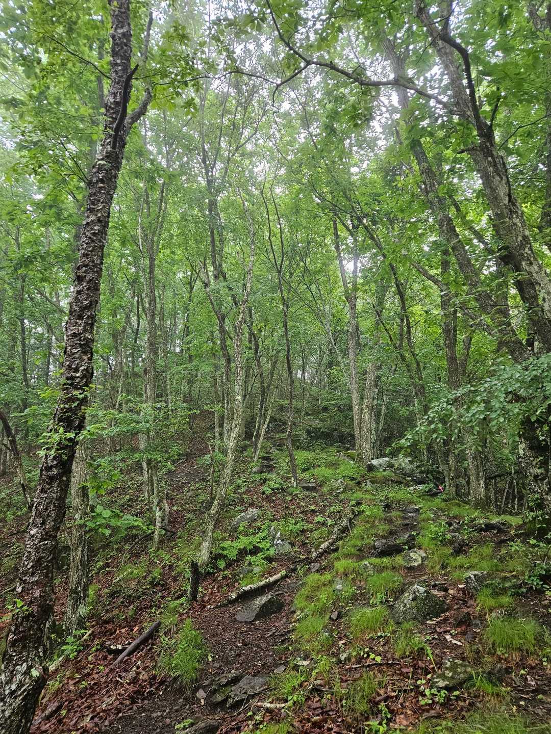 雨の日の山も幻想的で好きなんですよね🎶