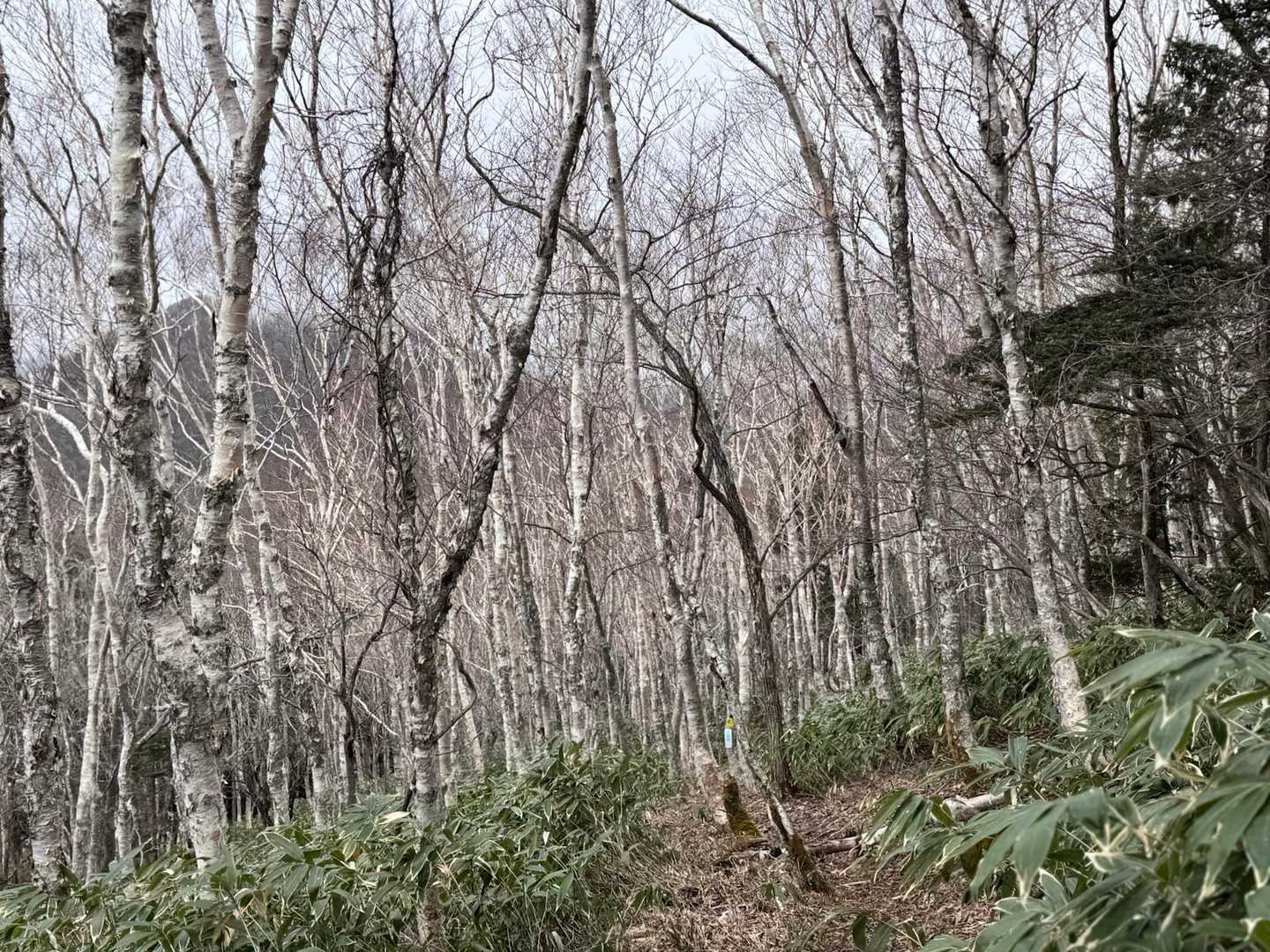 春・・・じゃない景色😅