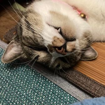 しっかかもっかか