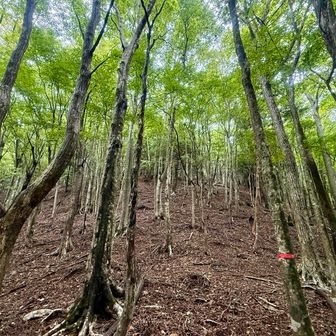ひたすら森の中🌳