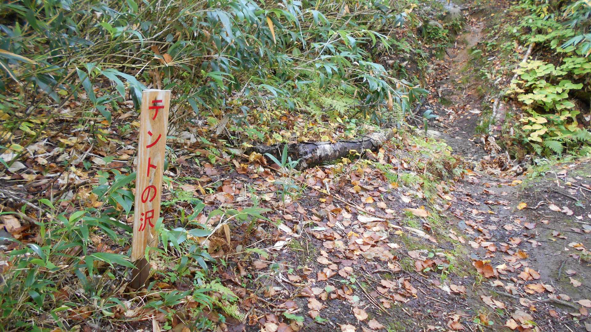 積丹岳登山口-積丹岳 往復コースの写真