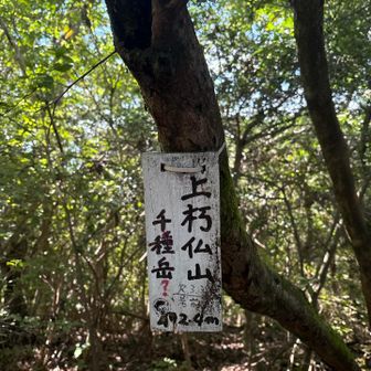 四つ目のピーク、なんとか合ってるホッと