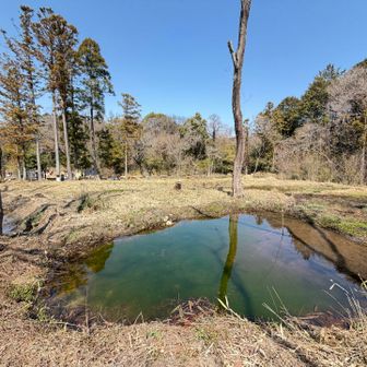 葦毛湿原の池💚
よく見たらまたカエル？のお子たちが無尽蔵に居ましたが前回記録でカエルの卵画像出したら周囲から「キモい」とかなりエールをもらったので自粛します🚨