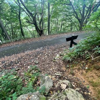 先ほどの絶景にお別れをして、蒸し暑くて、歩き辛くて、つまらない樹林帯を黙々と歩き登山口へとうちゃこ🎶
約1年2ヶ月振りの谷川岳。未踏の巖剛新道から登りました。ワイルドな道でしたがとても気に入りました👍
今度は晴れた日に歩いてみたいと思います。
何度訪れても上越国境の山々は最高ですね😊
楽しい1日をありがとうございました！