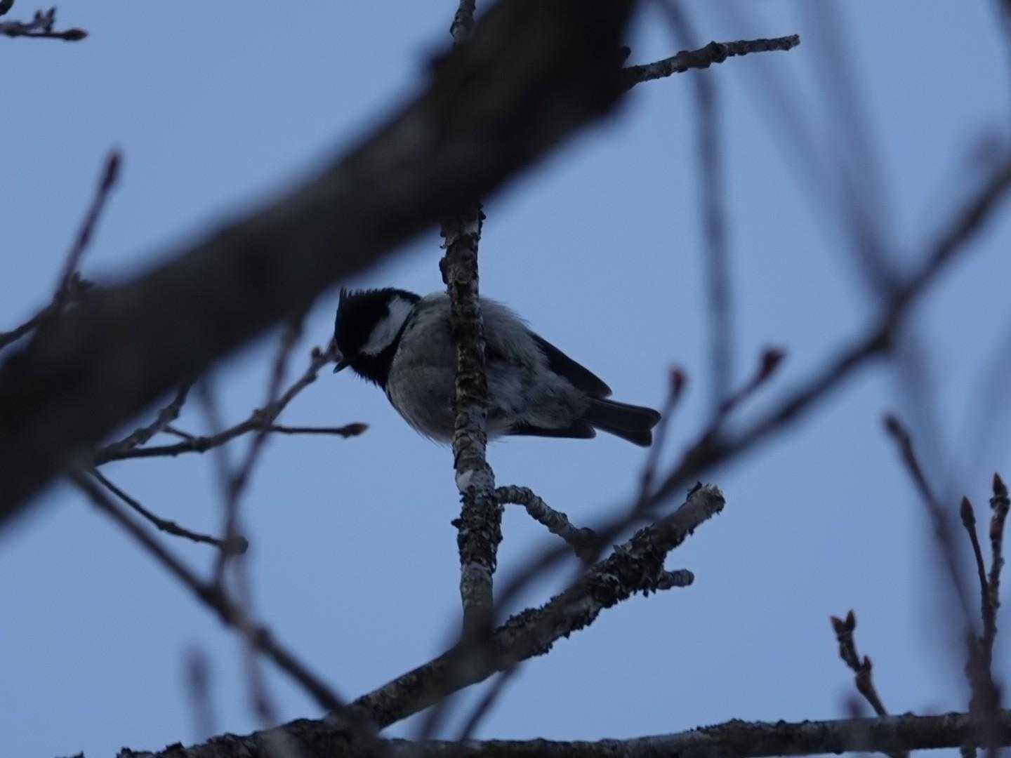 ヒガラも賑やかに鳴いてます🐦🎵