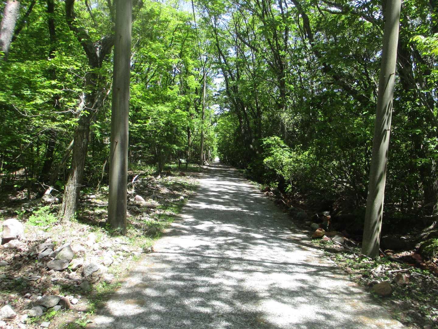 くじゅう登山口-くじゅう登山口バス停-指山自然観察路分岐登 往復コースの写真