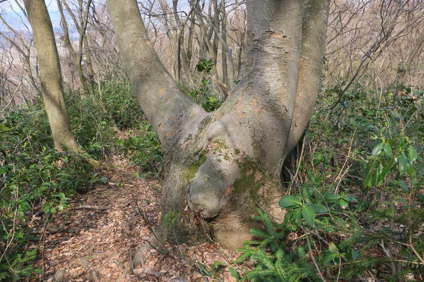 ドデーンと