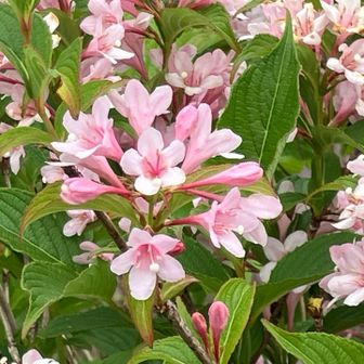 花の名前は、スイカズラ科タニウツギ属のタニウツギ（谷空木）です。
花言葉は、「豊麗」（ほうれい）：豊かで美しいという意味で、枝いっぱいに華麗な花を咲かせる姿にちなんでいます。