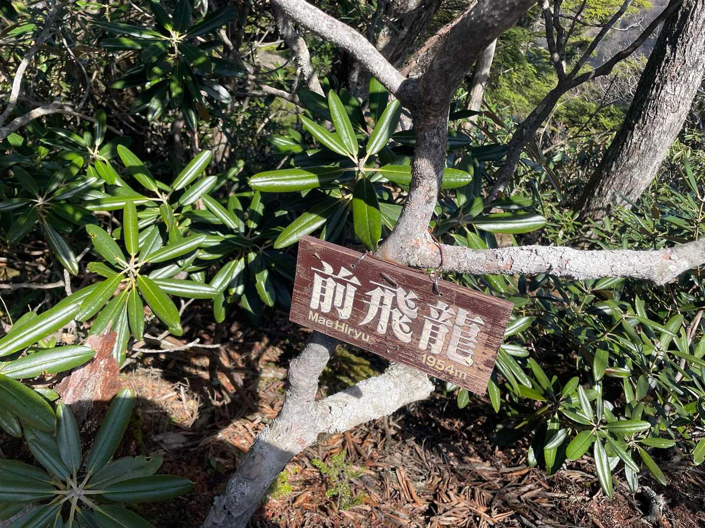飛龍山（丹波バス停）＜ミサカ尾根＞の写真