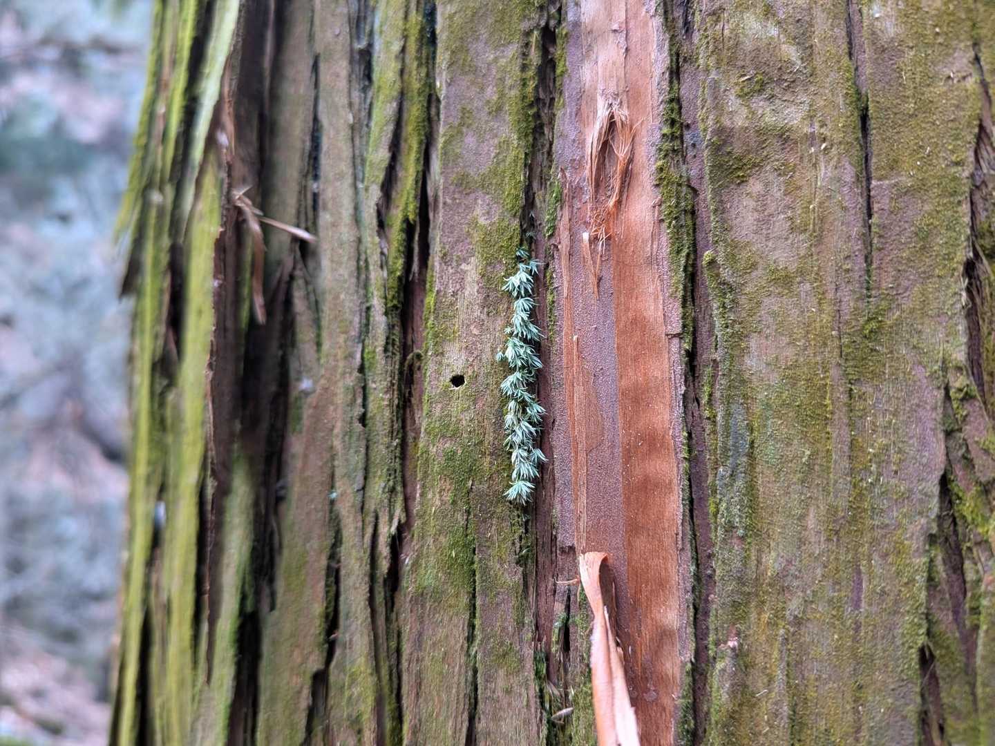 小さな生命に思いを馳せたりしているが、そろそろ雨が降ってきそうだな…。