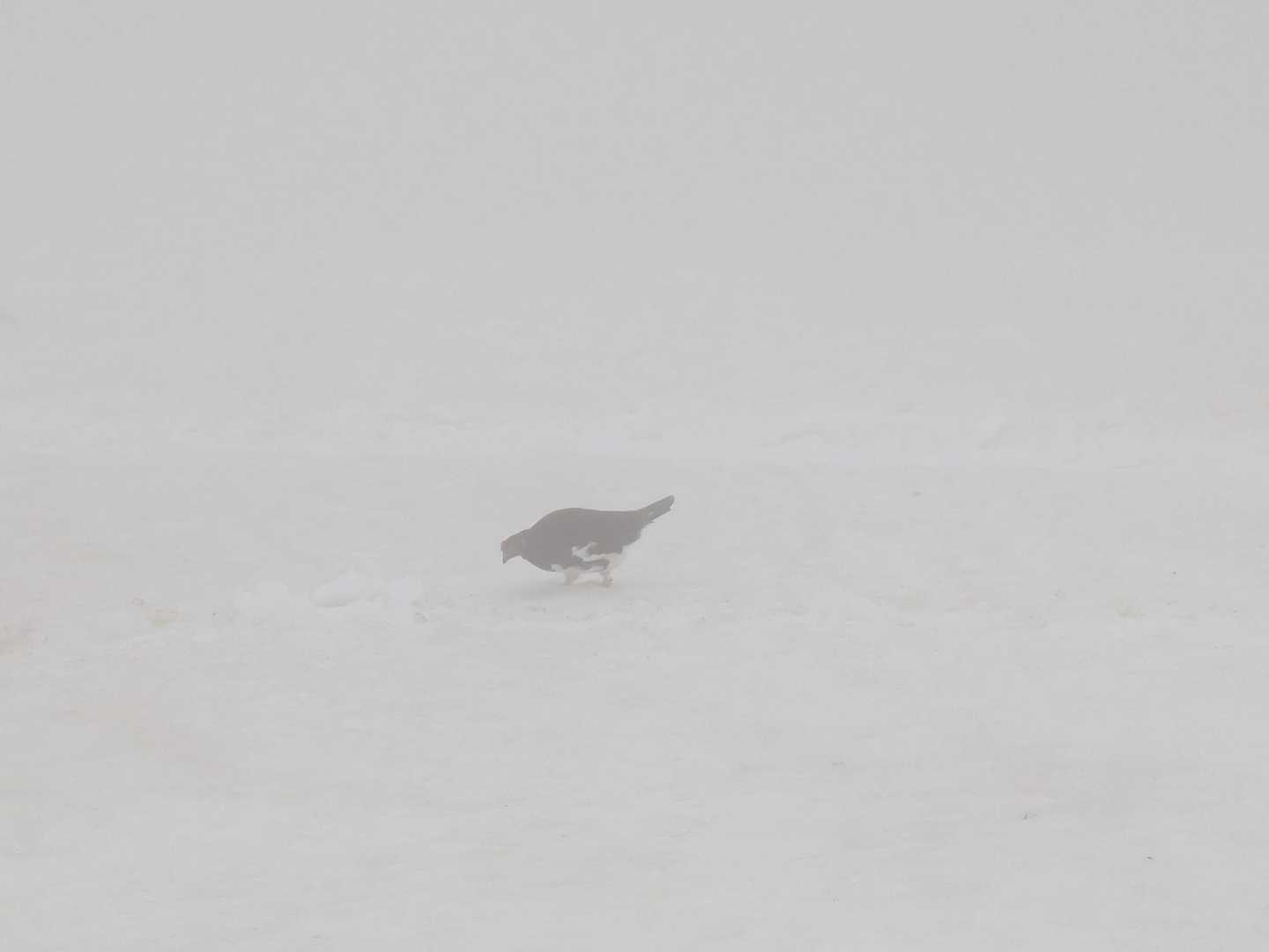 雷鳥さん発見❗️